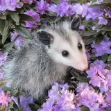 Tlacuache pelon